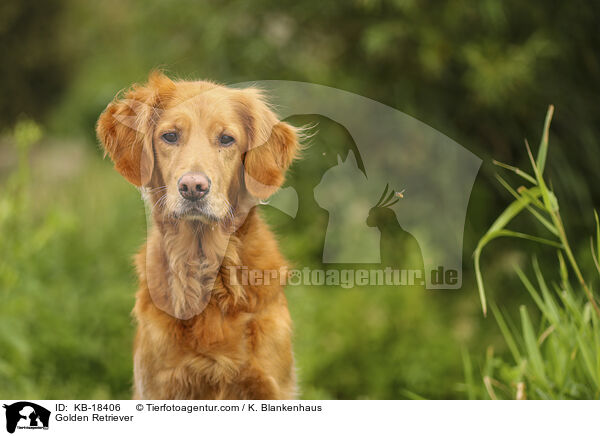 Golden Retriever / Golden Retriever / KB-18406