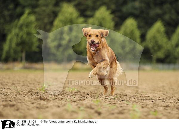 Golden Retriever / Golden Retriever / KB-18408