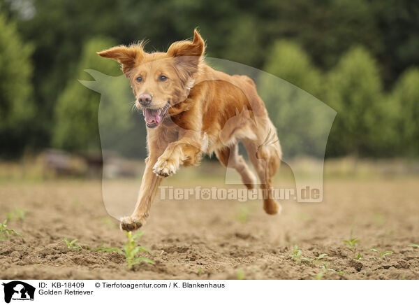Golden Retriever / Golden Retriever / KB-18409