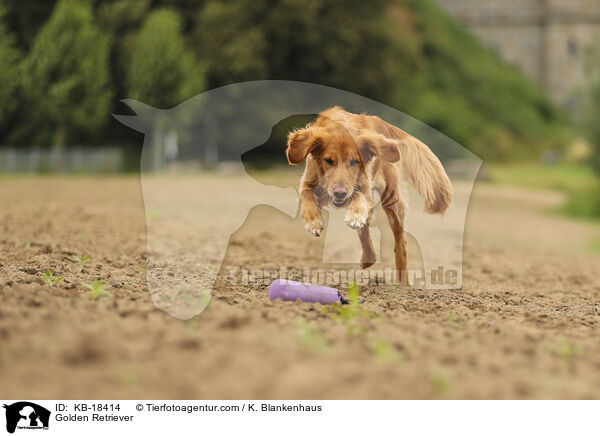 Golden Retriever / Golden Retriever / KB-18414
