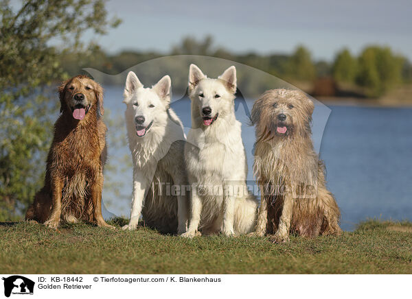 Golden Retriever / Golden Retriever / KB-18442