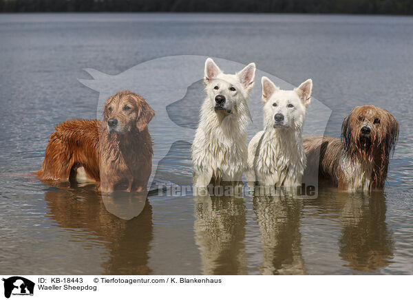 W�ller / Waeller Sheepdog / KB-18443