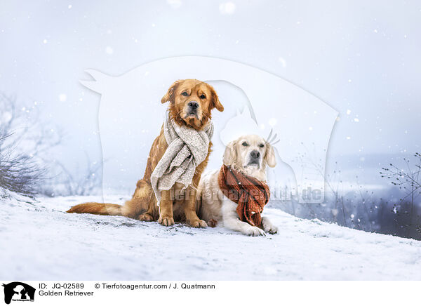 Golden Retriever / Golden Retriever / JQ-02589