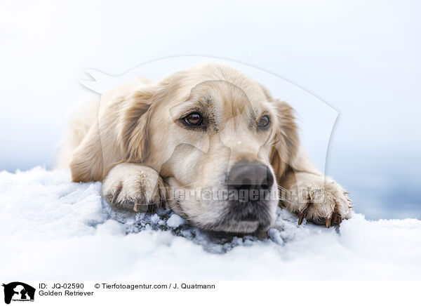 Golden Retriever / Golden Retriever / JQ-02590