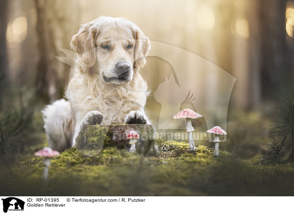 Golden Retriever / Golden Retriever / RP-01395