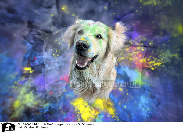 Golden Retriever R�de / male Golden Retriever / SAB-01442