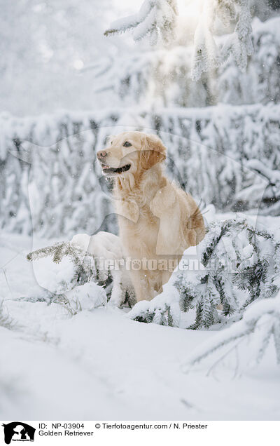 Golden Retriever / Golden Retriever / NP-03904