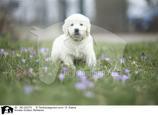 Golden Retriever H�ndin / female Golden Retriever / SE-02075