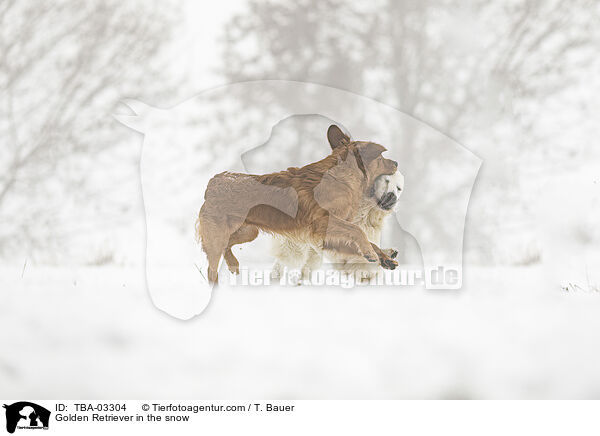 Golden Retriever im Schnee / Golden Retriever in the snow / TBA-03304