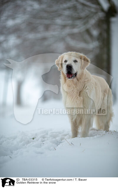 Golden Retriever im Schnee / Golden Retriever in the snow / TBA-03315