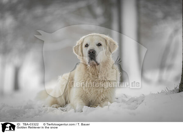 Golden Retriever im Schnee / Golden Retriever in the snow / TBA-03322