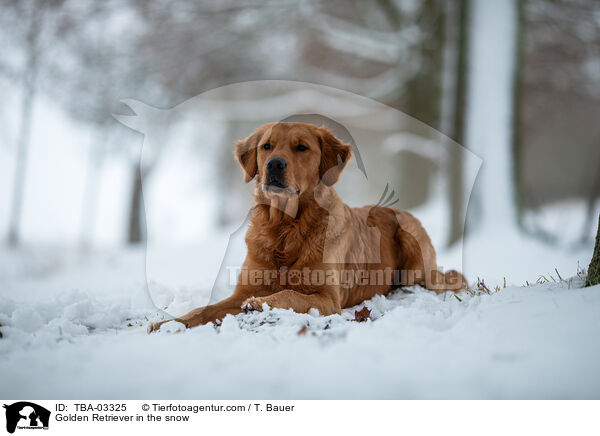 Golden Retriever im Schnee / Golden Retriever in the snow / TBA-03325