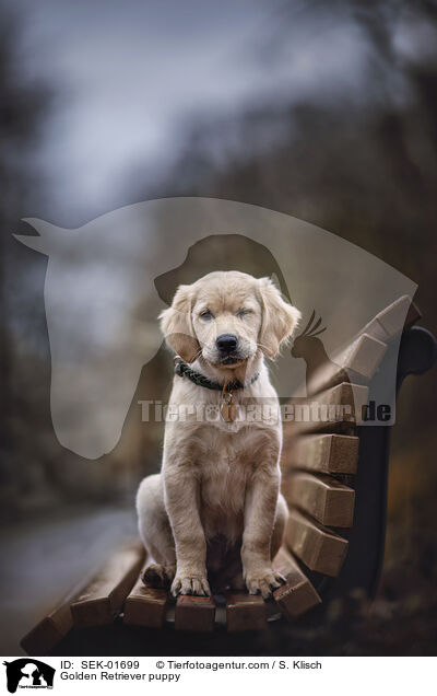 Golden Retriever Welpe / Golden Retriever puppy / SEK-01699