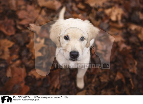 Golden Retriever Welpe / Golden Retriever puppy / SEK-01704