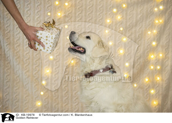 Golden Retriever / Golden Retriever / KB-19978
