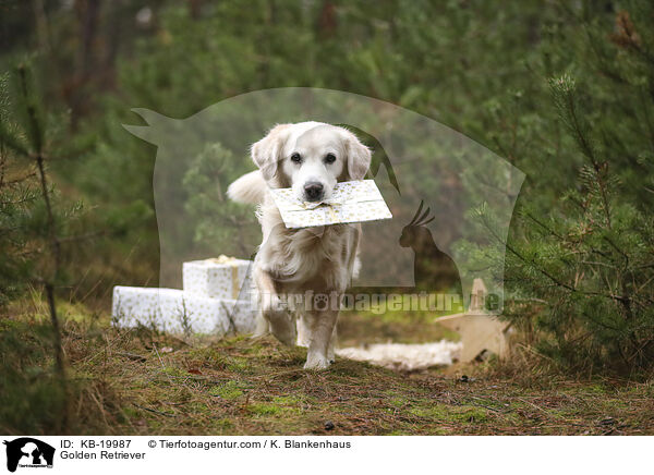 Golden Retriever / Golden Retriever / KB-19987