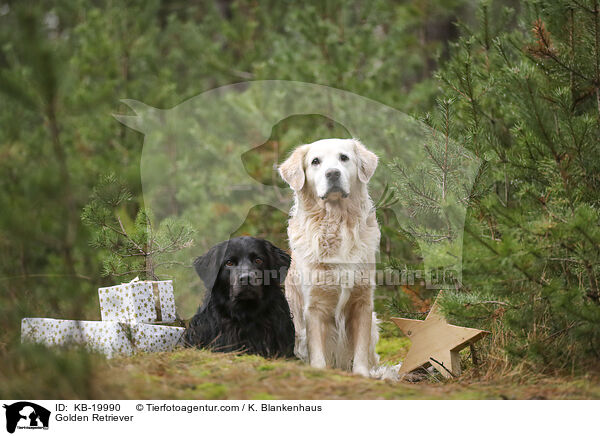 Golden Retriever / Golden Retriever / KB-19990