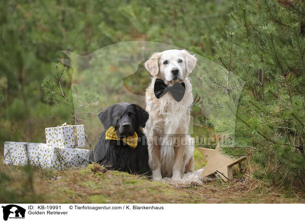 Golden Retriever / Golden Retriever / KB-19991