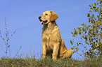 sitting Golden Retriever