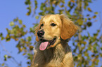 Golden Retriever Portrait