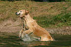 bathing Golden Retriever