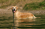 bathing Golden Retriever