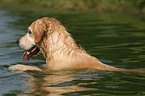 swimming Golden Retriever