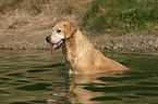 bathing Golden Retriever