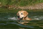 swimming Golden Retriever