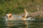 splashing Golden Retriever