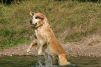 bathing Golden Retriever