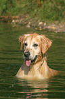 bathing Golden Retriever