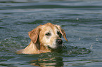 swimming Golden Retriever