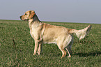 standing Golden Retriever