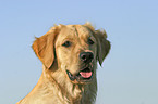 Golden Retriever Portrait