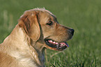 Golden Retriever Portrait