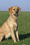 sitting Golden Retriever