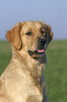 Golden Retriever Portrait