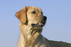 Golden Retriever Portrait