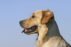 Golden Retriever Portrait