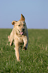 running Golden Retriever