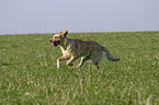 running Golden Retriever