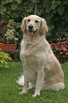 sitting Golden Retriever