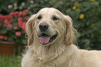 Golden Retriever Portrait