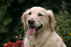 Golden Retriever Portrait