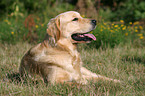 lying Golden Retriever