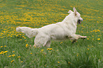 running Golden Retriever