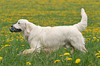 running Golden Retriever