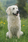 sitting Golden Retriever