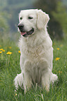 sitting Golden Retriever